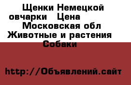 Щенки Немецкой овчарки › Цена ­ 25 000 - Московская обл. Животные и растения » Собаки   